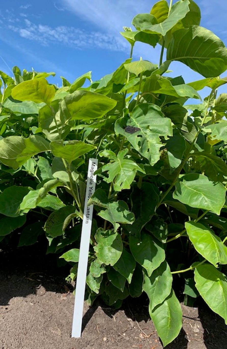 Magnolia 'Yellow Lantern' - 60-80 CM RB